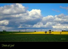 fields of gold.jpg